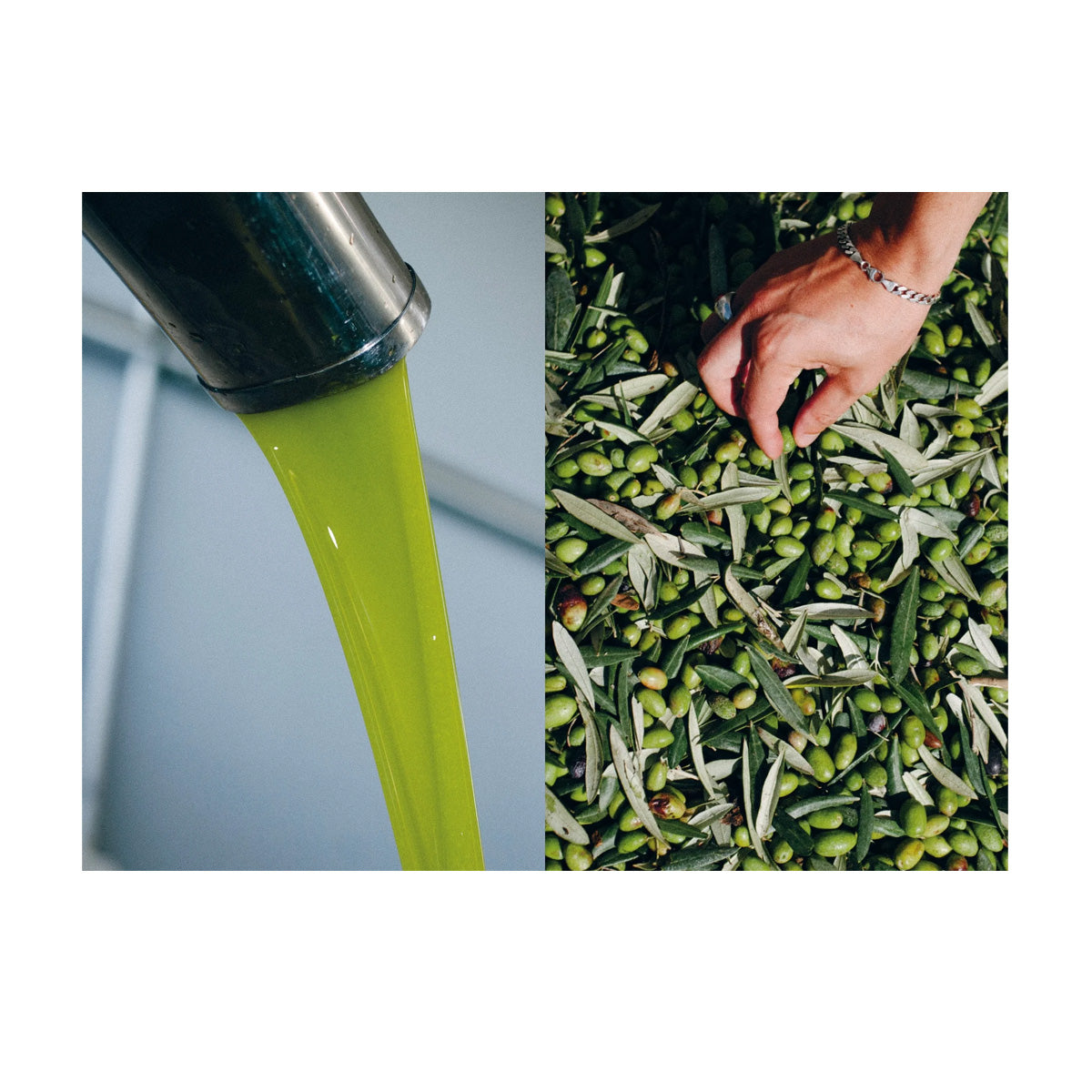 Olive Oil Book